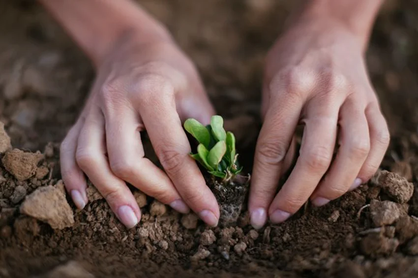 InsingerGilissen_foto-plantje-planten-bij-artikel-Veilig-Beleggen